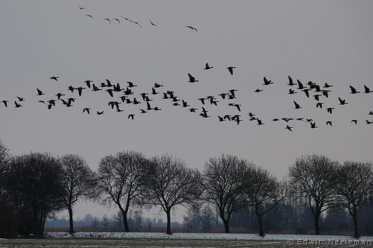 ENE-20100214-0046.jpg - [nl] Grauwe ganzen ( Anser anser ) | Tusschenbroek, Ossenzijl, Weerribben, Nederland[en] Greylag Geese ( Anser anser ) | Tusschenbroek, Ossenzijl, Weerribben, the Netherlands